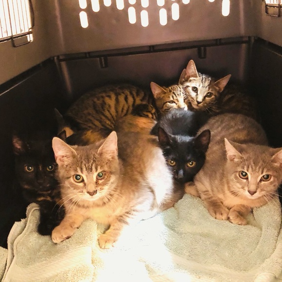 😻Bookmark me! All profits feed feral cats 🐈⬛ - Picture 10 of 11